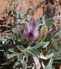 Astragalus piscator
