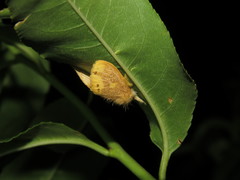 Euproctis quadrangularis