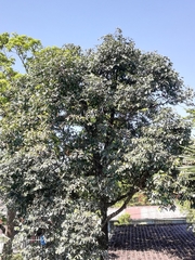 Diospyros nigra