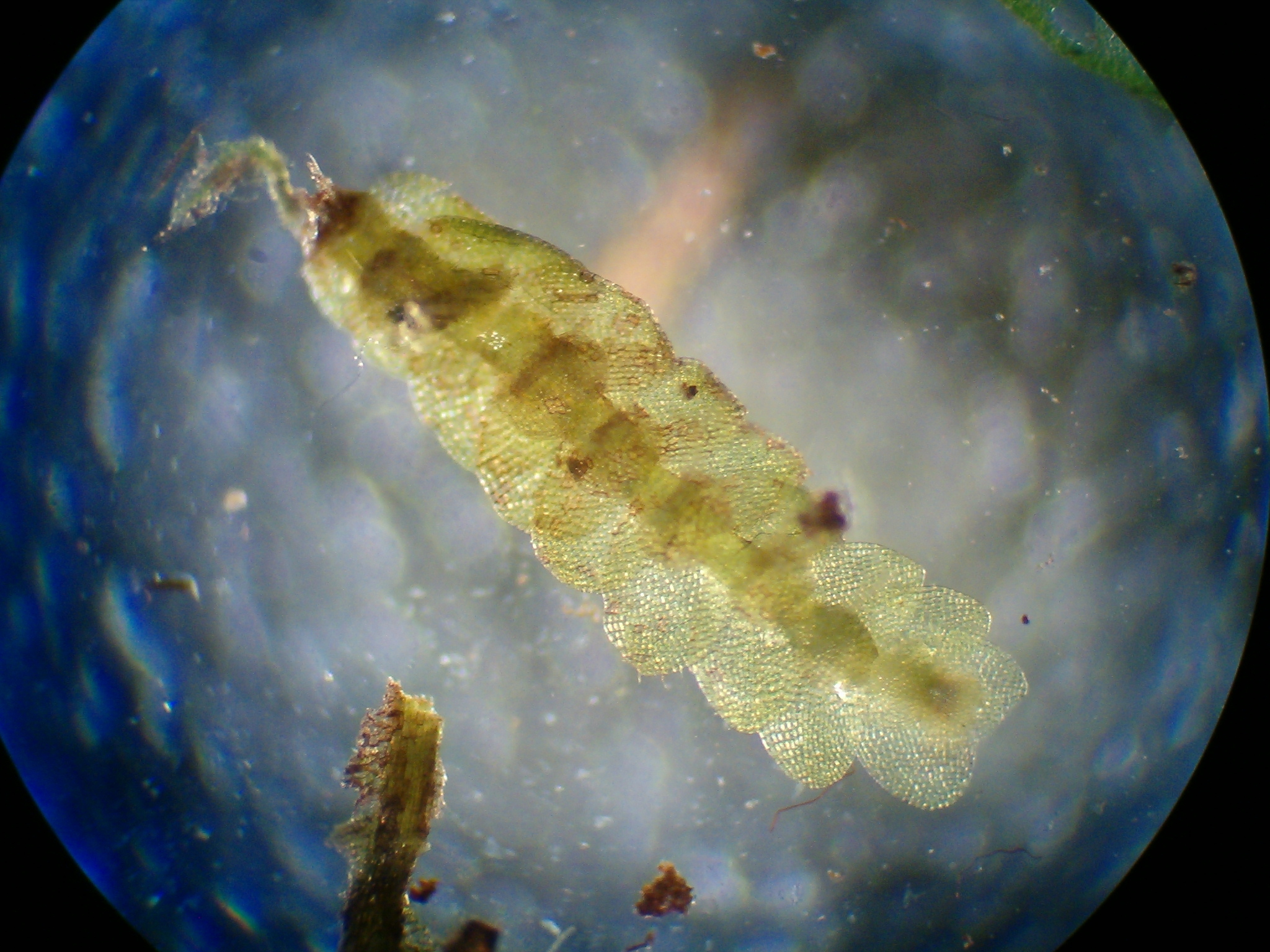 Calypogeiaceae
