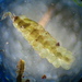 Calypogeia neesiana - Photo (c) Florent Beck,  זכויות יוצרים חלקיות (CC BY-NC-SA)