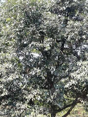 Diospyros nigra
