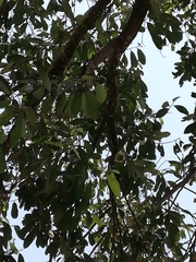 Diospyros nigra