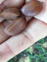 Diospyros nigra