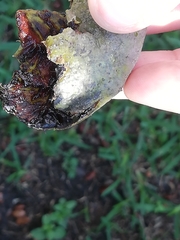Diospyros nigra