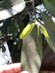 Diospyros nigra
