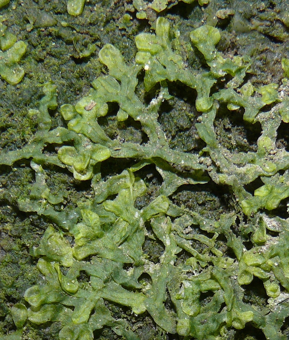 Metzgeriaceae