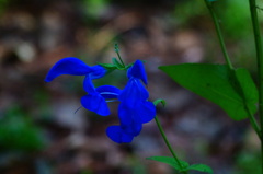 Salvia patens