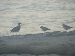 Pluvialis squatarola