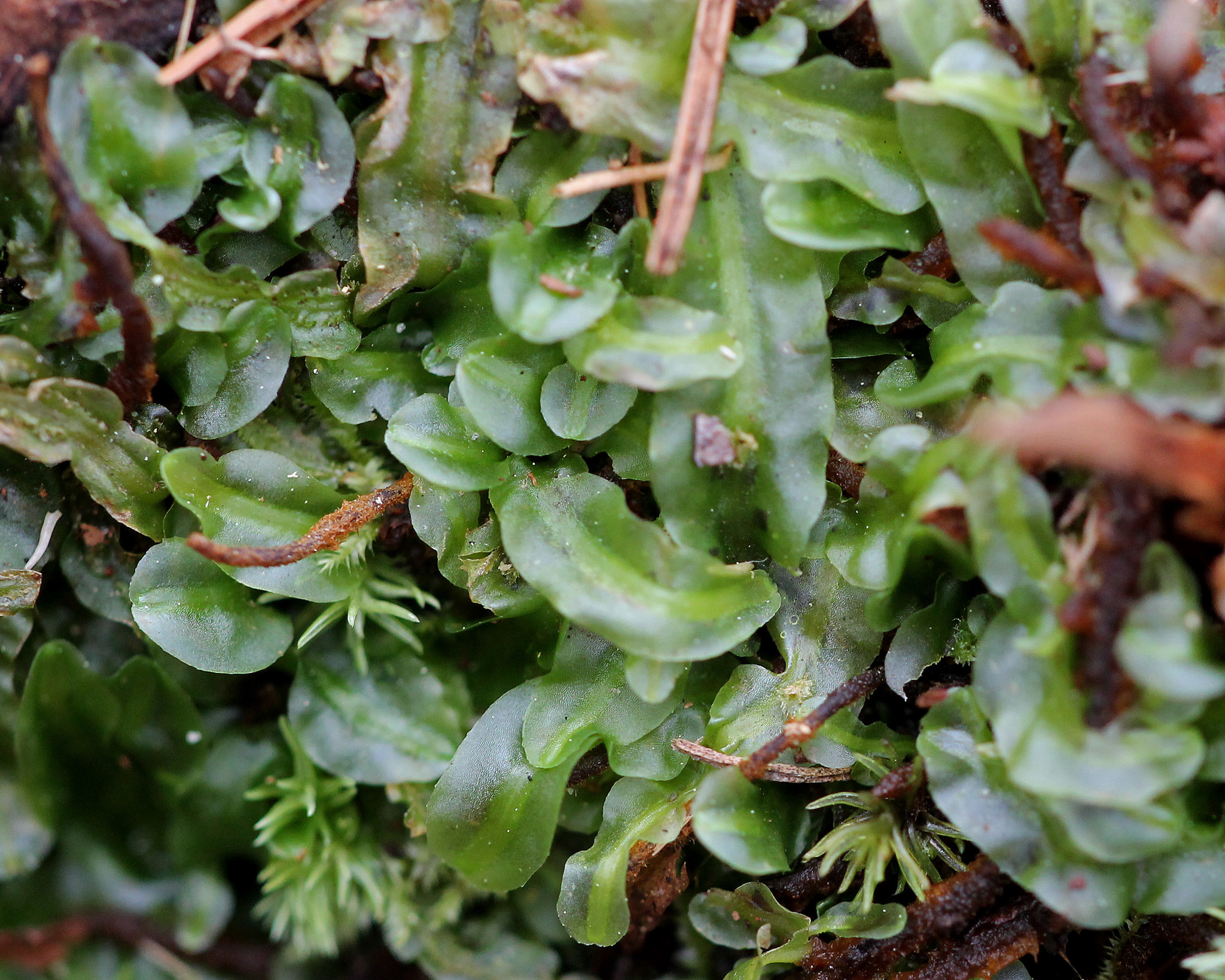 Pallaviciniaceae