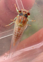 Palapsalta