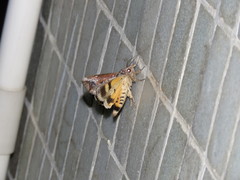 Hypocala deflorata