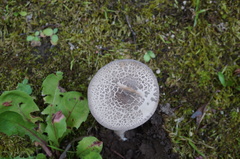 Amanita spissacea