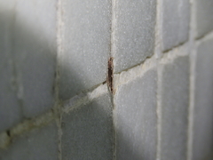 Hypatima spathota
