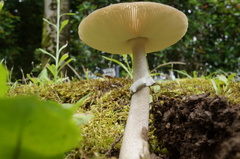 Amanita spissacea