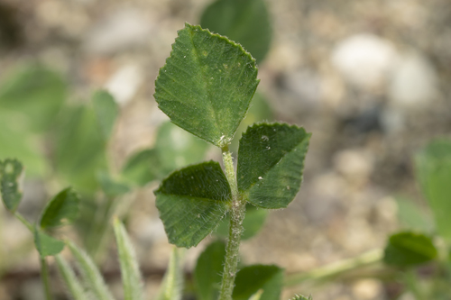 Image of Medicago monspeliaca by (c) Eleftherios Katsillis, some rights reserved (CC BY)
