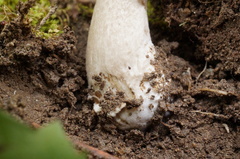 Amanita spissacea
