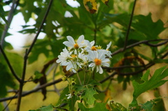 Montanoa grandiflora