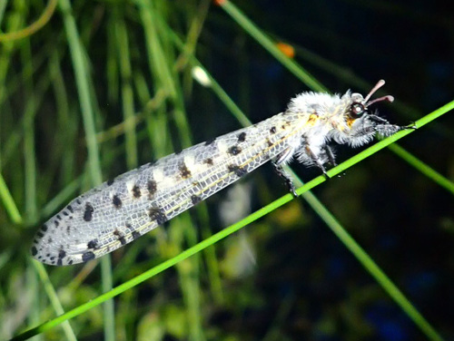 Cosina maculata