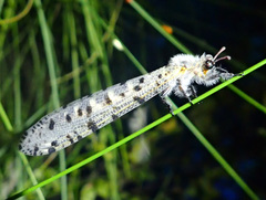 Cosina maculata