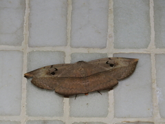 Hypopyra vespertilio