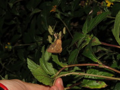 Lopharthrum comprimens