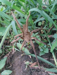 Cupiennius coccineus