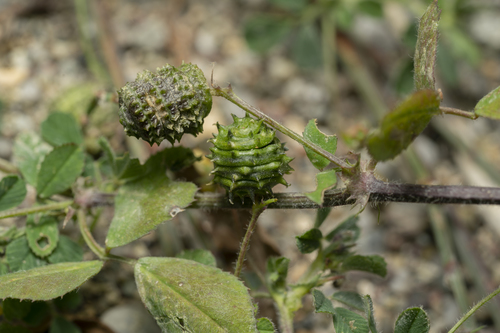 Image of Medicago turbinata by (c) Eleftherios Katsillis, some rights reserved (CC BY)