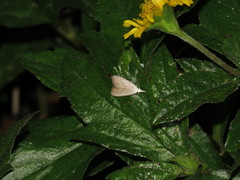 Meganola brunellus