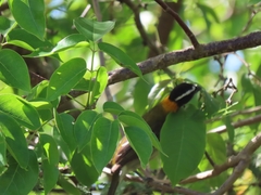 Spindalis portoricensis