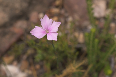 Dianthus thunbergii