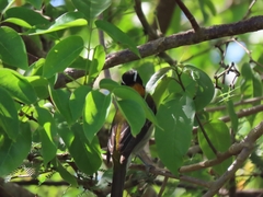 Spindalis portoricensis