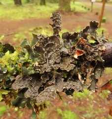 Lobaria anthraspis