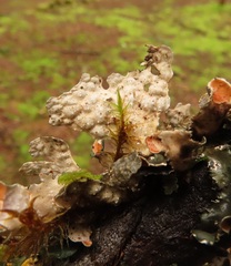 Lobaria anthraspis