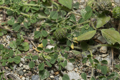 Medicago turbinata