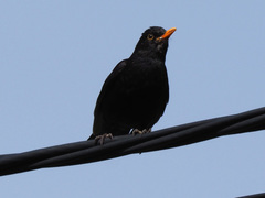 Turdus merula cabrerae