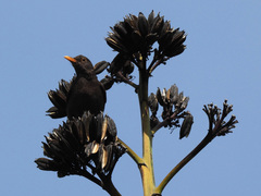 Turdus merula cabrerae