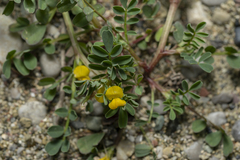 Hippocrepis
