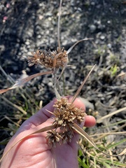 Cyperus eragrostis