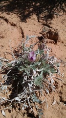 Astragalus piscator
