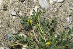 Hippocrepis