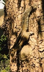 Funambulus palmarum