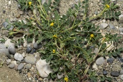 Hippocrepis