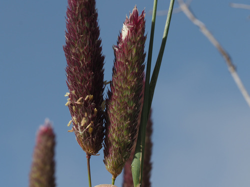 Phalaris coerulescens image