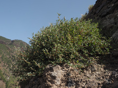 Atriplex suberecta