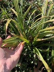 Carex pendula