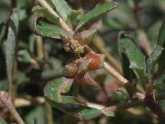 Atriplex suberecta