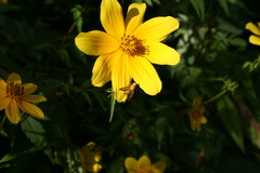 Icterica