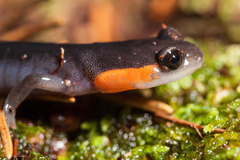 Plethodon jordani