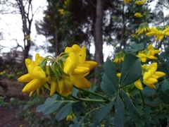Coronilla valentina glauca